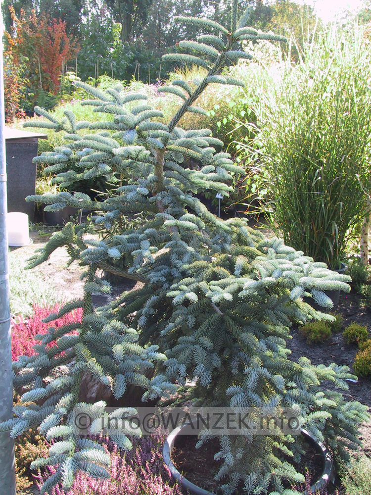 Abies procera Glauca3.JPG